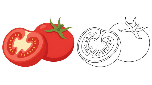 tomato vector illustration showing whole fruit and sliced half with seeds alongside black and white line art coloring page design for educational kids activity crafts and healthy diet food graphics
