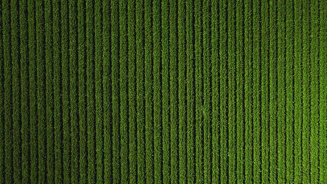 Aerial view looking straight down on parallel cultivated crop lines across farmland in California, showing systematic agricultural planting patterns under bright daylight.