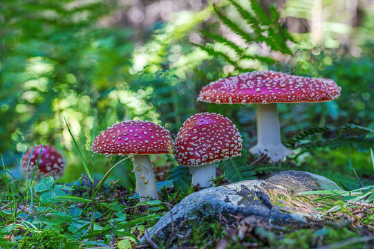 Vierer-Clan von Fliegenpilzen (Amanita muscaria) im Sonnenlicht. Zwei Fruchtk&ouml;rper im Wald, Symbol f&uuml;r Naturv&ouml;lker als die R&uuml;ckkehr des K&ouml;nigs der Natur: leuchtend rot, mythisch und voller Lebenskraft
