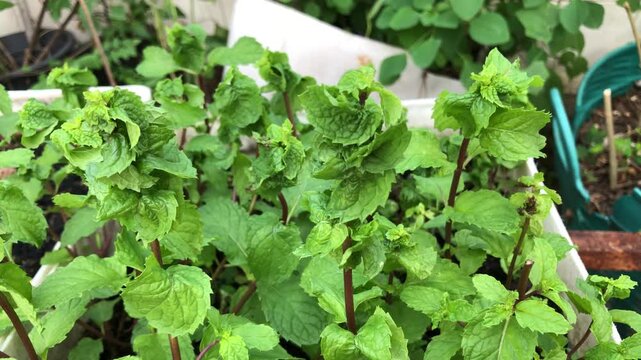 Peppermint plant grow in organic botanical garden.
