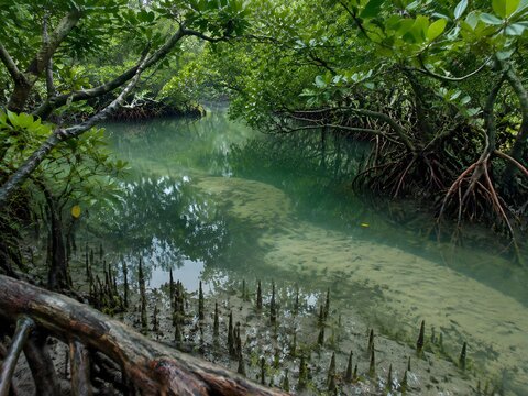 Red mangrove thicket arching over a brackish pool at slack tide with pneumatophores in the wet sand