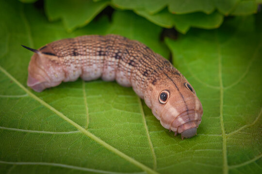 Bruco sfinge della vite (Deilephila elpenor) su foglia verde, vista frontale macro con ocelli difensivi.