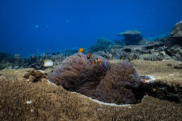 Pair of clownfish ocellaris in sea anemone on large table coral reef. © PIPE DIVE UNDERWATER