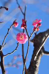 澄んだ青空を背景に枝先で咲き始めた紅梅の花とつぼみ、早春の光を受けて可憐に浮かぶ縦構図 © 一 佐藤