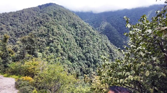 Person Pointing Out Bedni Bugyal Route with Forested Hill on Bedni Bugyal Trek, Uttarakhand, India