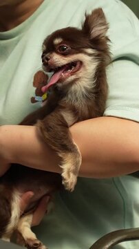 Small long hair brown chihuahua dog panting with tongue out while being held in owner arms. Happy tiny pet dog in person lap.