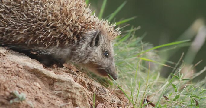European hedgehog (Erinaceus europaeus) descending rocky slope and slipping on gravel