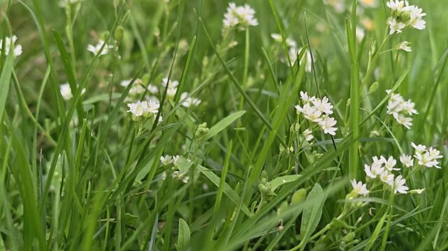 Close-up shot of delicate white field flowers swaying in the wind on a lush green grass lawn in a public park in Kyiv, Ukraine. Soft natural daylight, peaceful spring or summer atmosphere, with the ge