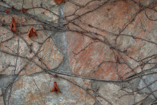 Autumn vine decorates a weathered stone wall
