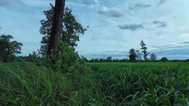 Green Rice Paddy Field