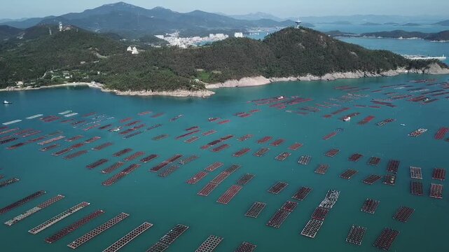 Abalone Abalone Farm Fresh Abalone Seafood Raw Abalone Shellfish Korea 전복 전복양식장 활전복 수산물 참전복 해산물 패류 식재료 한국
