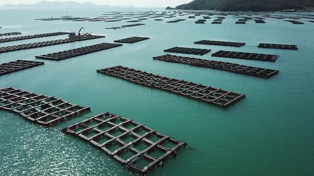Abalone Abalone Farm Fresh Abalone Seafood Raw Abalone Shellfish Korea 전복 전복양식장 활전복 수산물 참전복 해산물 패류 식재료 한국