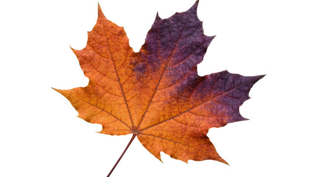 Autumn maple leaf with gradient colors from orange to purple, isolated on transparent background