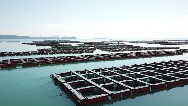 Abalone Abalone Farm Fresh Abalone Seafood Raw Abalone Shellfish Korea 전복 전복양식장 활전복 수산물 참전복 해산물 패류 식재료 한국