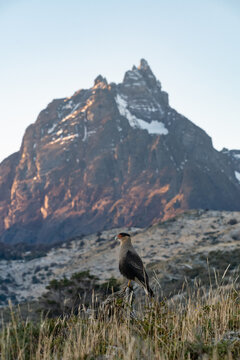 Crested Caracara (Caracara plancus) perched with Mount Olivia in background, Tierra de Fuego, Argentina