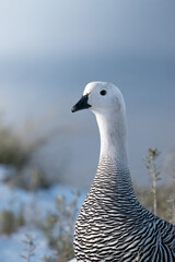 Close-up portrait of an Upland Geese (Chloephaga picta) in Tierra del Fuego, Patagonia, Argentina © emiaronaph