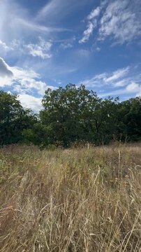 At the edge of the forest