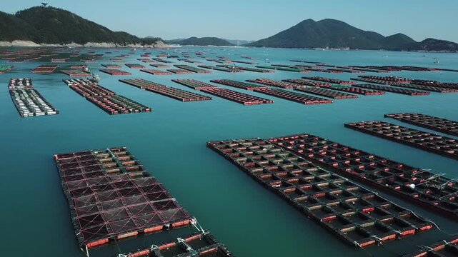 Abalone Abalone Farm Fresh Abalone Seafood Raw Abalone Shellfish Korea 전복 전복양식장 활전복 수산물 참전복 해산물 패류 식재료 한국