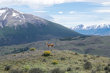 Guanaco adult with mountains in the wild Patagonia, Torres del Paine, Chile © emiaronaph