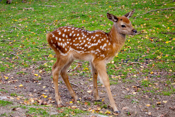 A young spotted deer stands on the green grass on a bright sunny day. Wildlife, mammals, predators. © Victor1153
