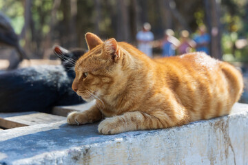 Close-up profile of a vibrant ginger tabby cat resting on warm concrete ledge in Kos © Roman Bjuty