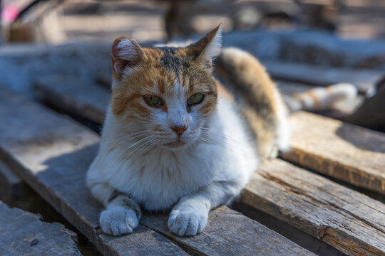 Close-up front portrait of a beautiful calico cat on rustic wooden pallet base in Kos