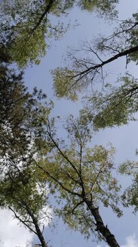 Tall pine trees sway in the wind in evergreen wood, against the blue sky.