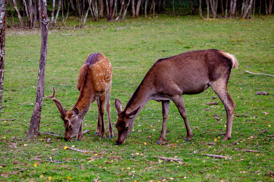 Deer and roe deer graze on the green grass on a bright sunny day. Wildlife, mammals, preda-tors.