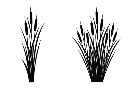 Cattail silhouette vector set, bulrush reed plants, swamp reed grass illustration isolated on white background