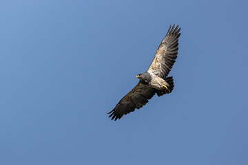 Obraz premium Black-chested Buzzard-Eagle (Geranoaetus melanoleucus) adult flying on a blue sky 