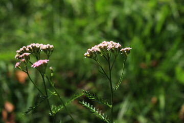 Close-up of white yarrow flowers in the meadow. Achillea millefolium wildflower in Italy on a sunny day © saratm