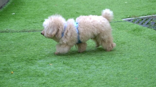Cute fluffy beige poodle dog walking on artificial green grass with tongue out panting. Happy small curly poodle in pet park outdoor.