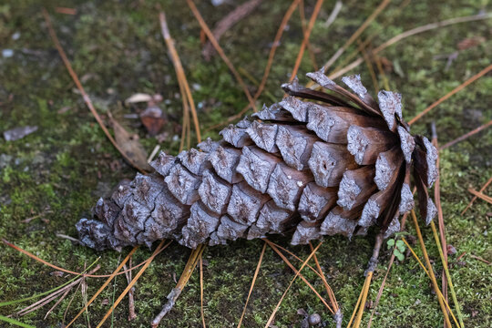 Large pine cone fallen on green mossy ground with pine needles in autumn nature