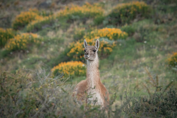Guanaco adult with yellow flowers in the wild Patagonia, Torres del Paine, Chile © emiaronaph