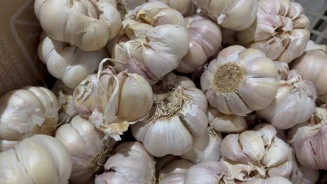 Close Up View of Fresh Organic Garlic Bulbs in Market Basket