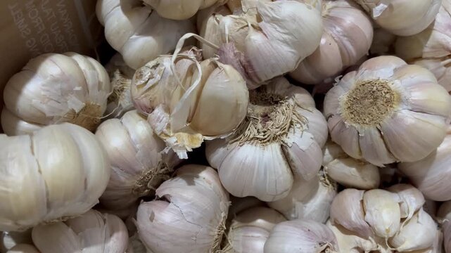 Close Up View of Fresh Organic Garlic Bulbs Heap