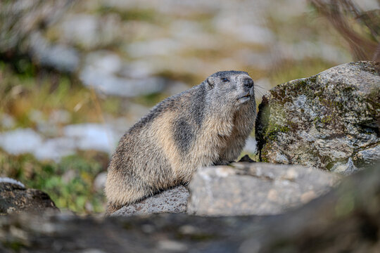 Marmots in the Austrian Alps