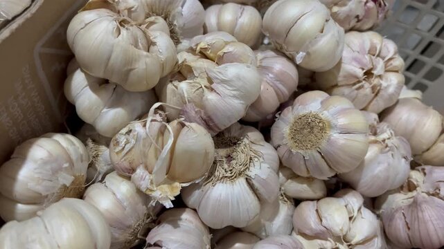 Close Up Shot of Fresh Raw Garlic Bulbs Heap