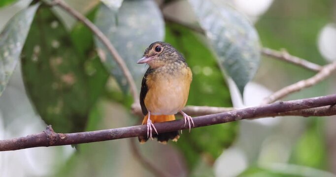 Rufous-tailed Shama (Trichixos pyrropygus) Male perched on a branch