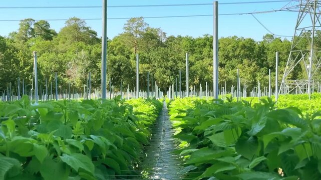Lush raspberry bushes planted in straight commercial rows, cultivated with black weed barrier fabric and supported by a sturdy trellis pole system.