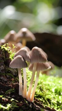Mushrooms growing on a tree trunk in the autumn forest. (Coprinellus micaceus).