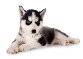 puppy siberian husky © cynoclub
