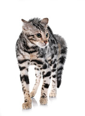 angry bengal kitten in studio © cynoclub