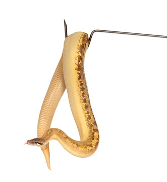 Python brongersmai in studio
