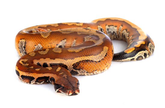 Python brongersmai in studio