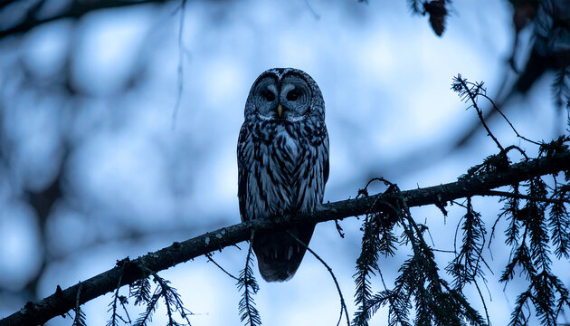 Close up of a barred owl perched on a dark tree branch in a moody forest setting with soft blue background