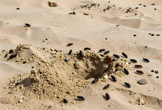 Ecosystem biodiversity and insect behavior, colony of darkling beetles crawling on desert sand dunes near a burrow entrance in a natural habitat