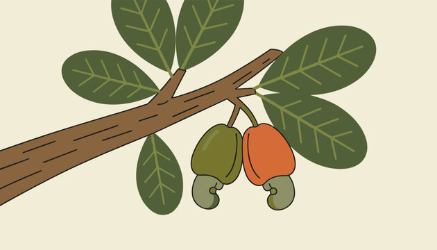 Natural cashew fruits hanging on a tree branch with green leaves showcasing both green unripe and orange ripe cashews in flat design.