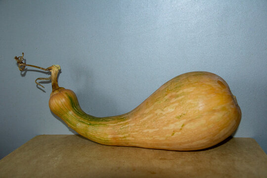 orange-spotted pumpkin of an unusual curved shape on a gray background, vegetable, genus Cucurbitaceae