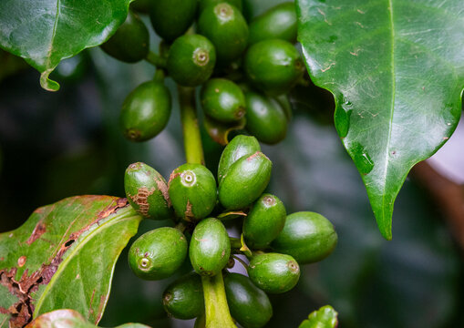 Green coffee beans on branch, Shishinda, Ethiopia
